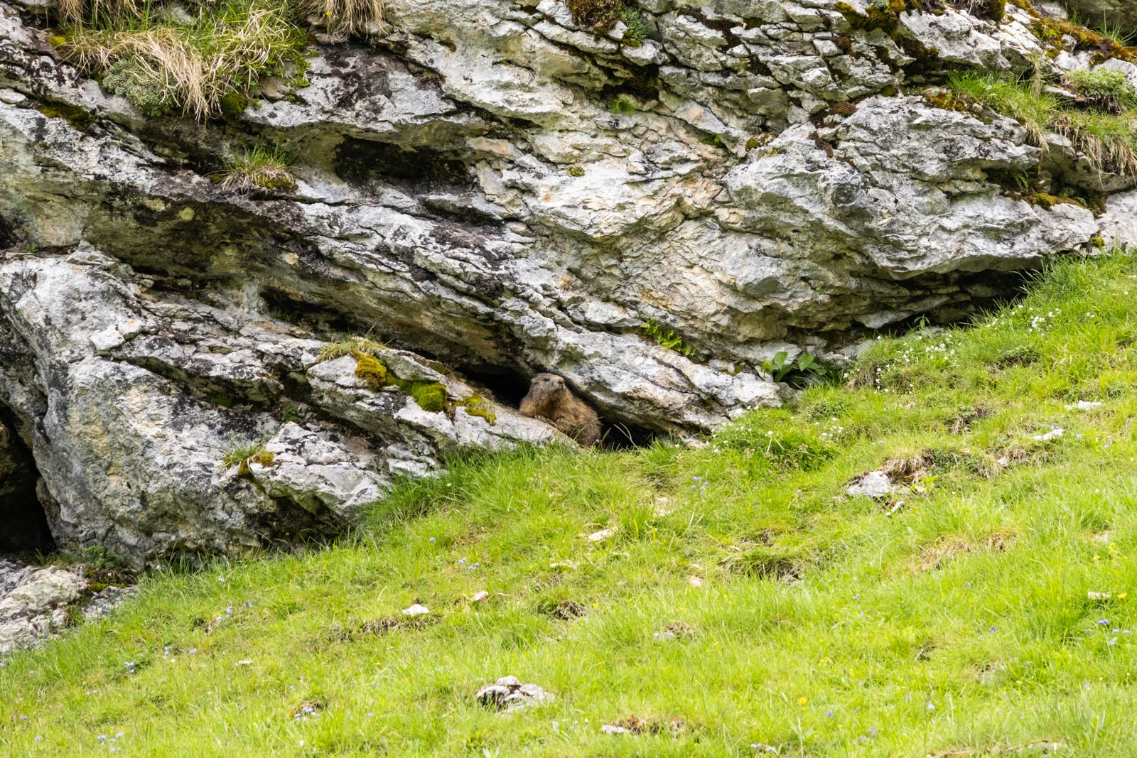 marmotte