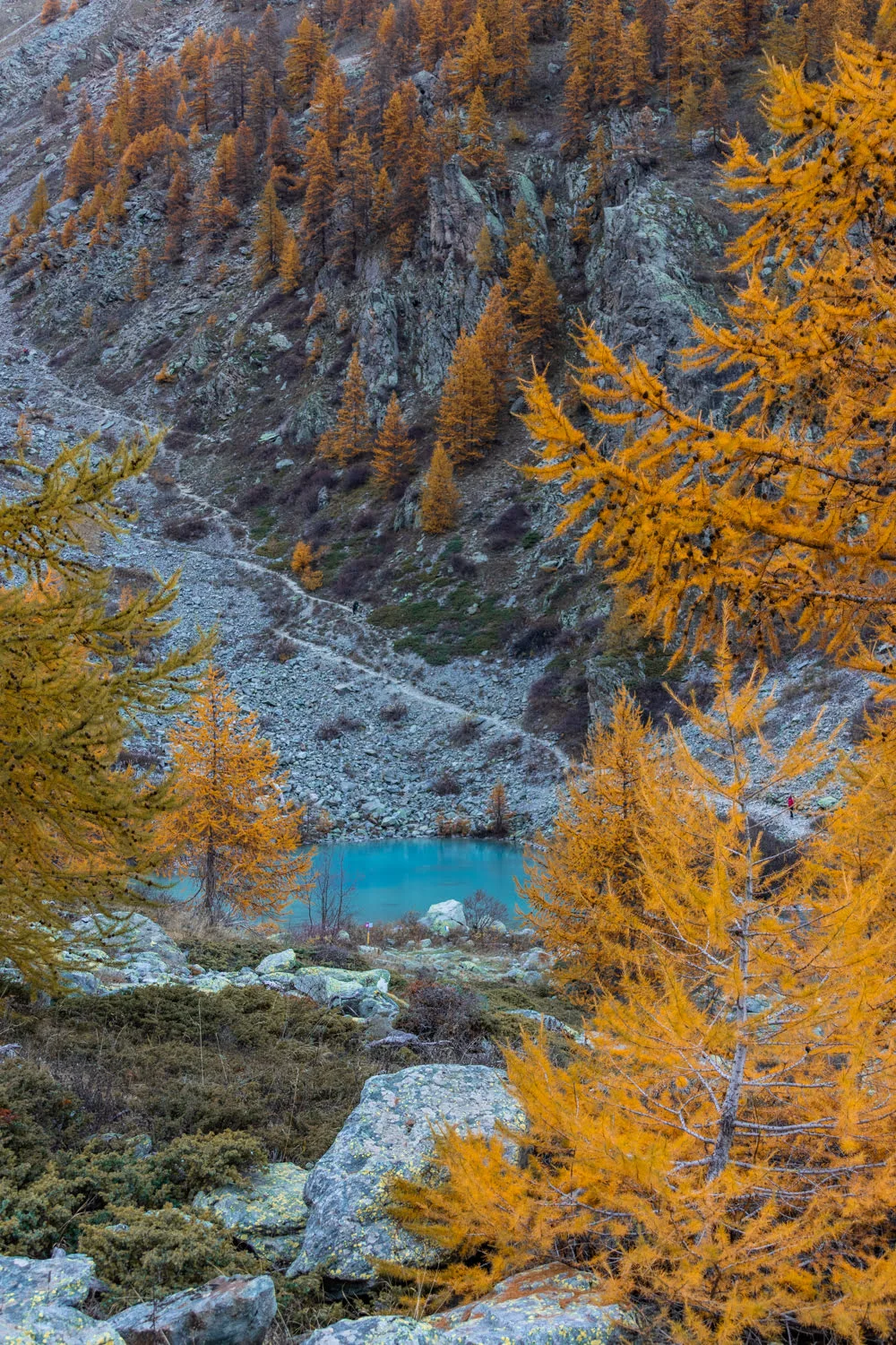 lac bleu turquoise entouré de mélèze dorés