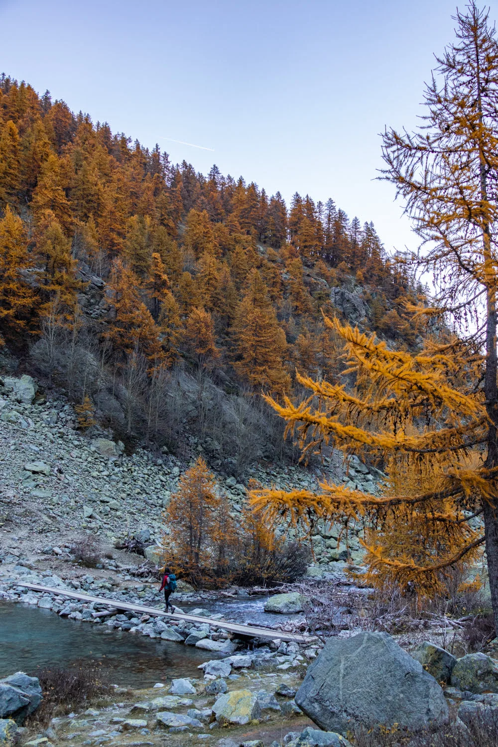 foret de mélèzes dorés à l'automne derrière pierrier