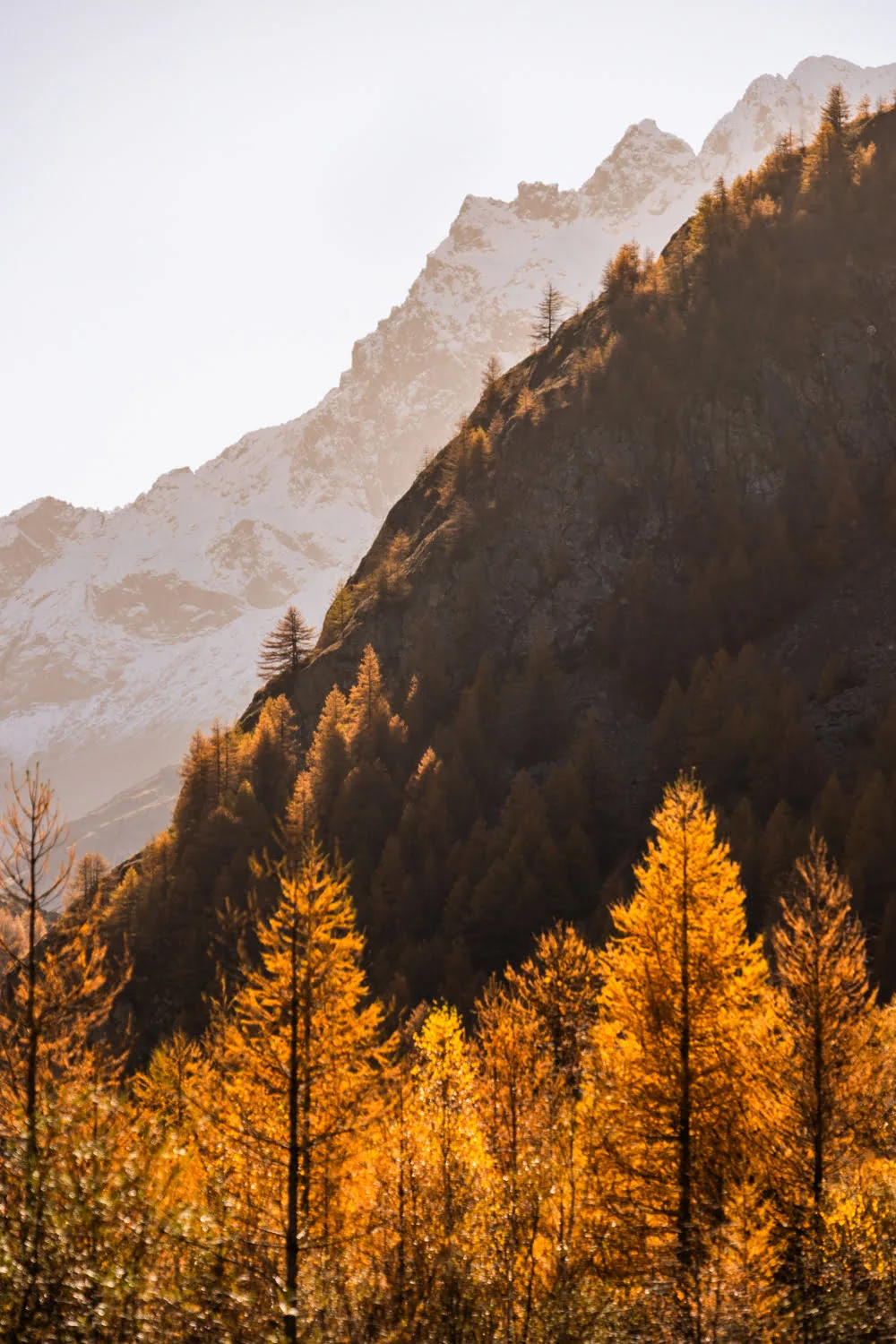 foret de mélèzes dorés à l'automne devant montagne