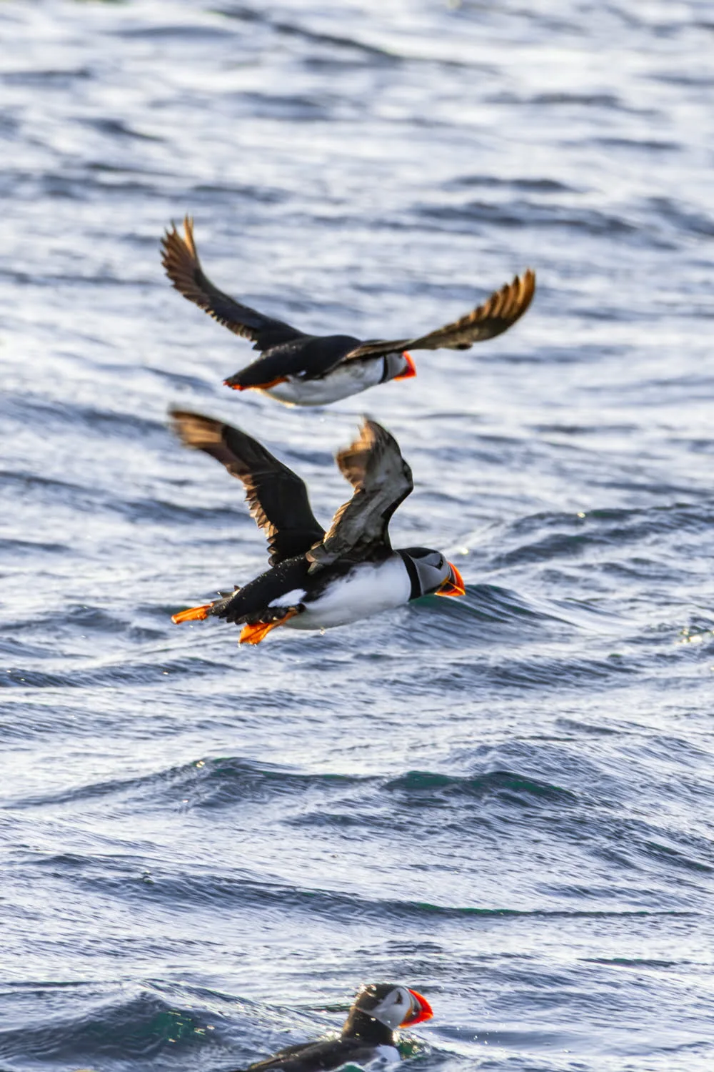 macaraeux sur l'eau