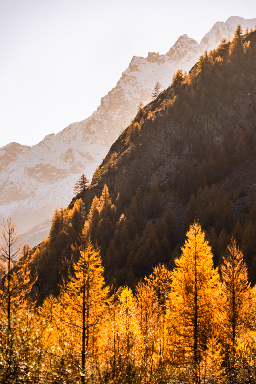 tirage photo forêt aux couleurs automnales traversée par les rayons dorés du soleil matinal