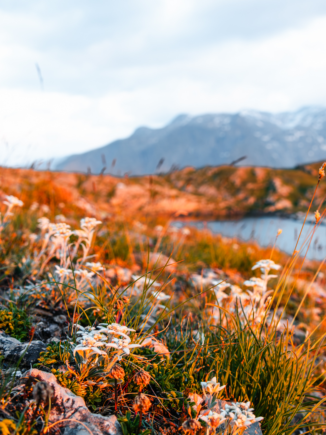 Lever de soleil sur les Edelweiss – Image 2