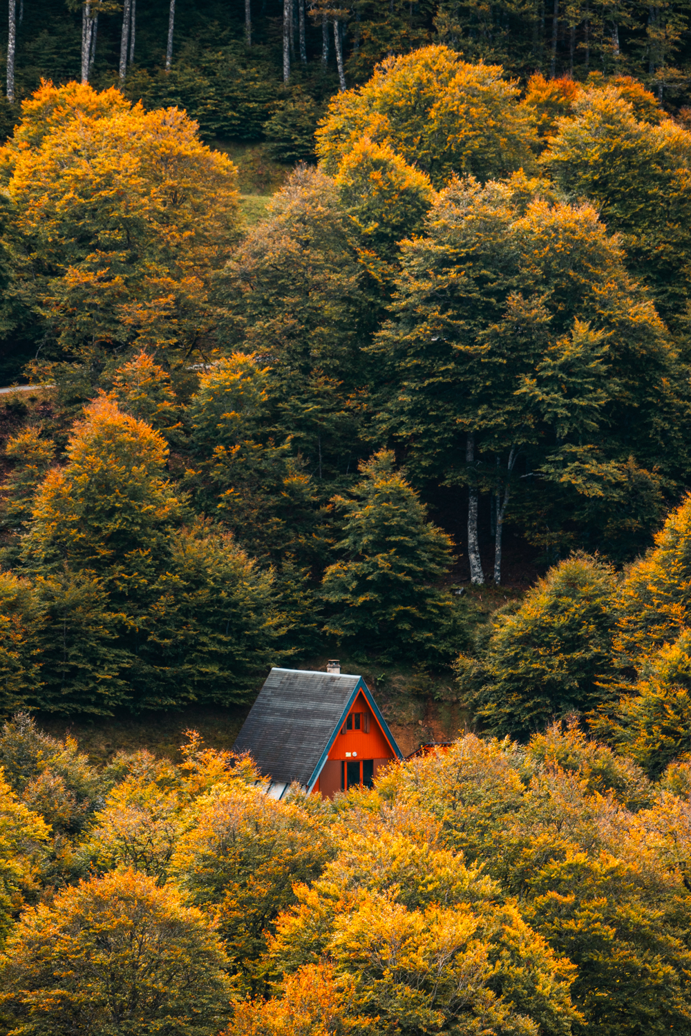 Cabane solitaire entourée des couleurs chaudes et dorées du feuillage automnal