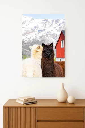 cadre photo de alpagas