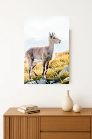 cadre d'un tirage photo d'un bébé bouquetin