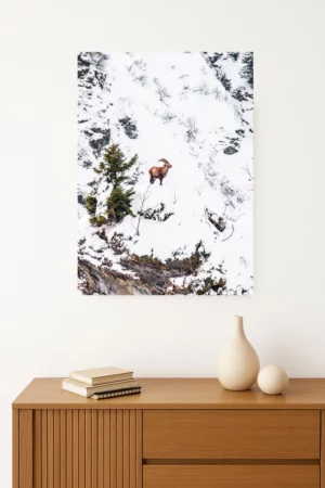 cadre de bouquetin dans la neige