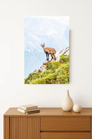 tirage photo d'un bouquetin perché