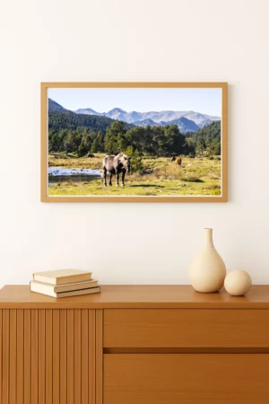 Cadre photo de chevaux en liberté paissant tranquillement dans les prairies verdoyantes des Pyrénées.