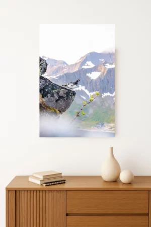 tirage photo d'un lagopède dans son plumage hivernal se camouflant parfaitement dans le paysage arctique norvégien