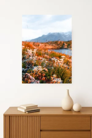 tirage photo d'un lever de soleil illuminant des edelweiss en montagne