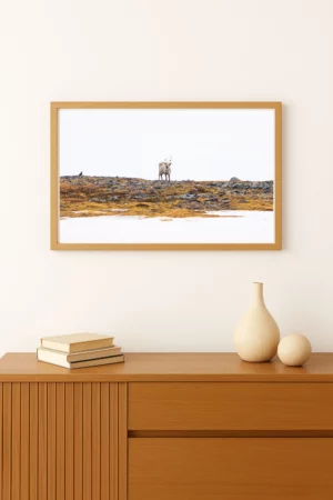 tirage photo d'un Renne solitaire évoluant dans la neige épaisse de la toundra arctique