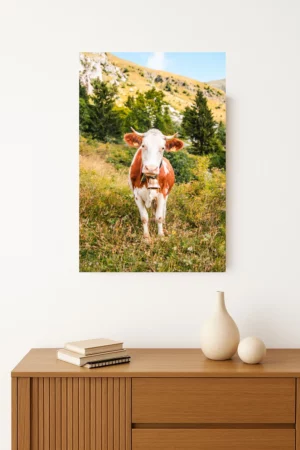 tirage photo d'une vache paissant tranquillement dans un pâturage entouré de montagnes
