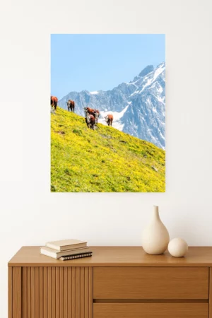 tirage photo de Vaches paisibles dans les alpages verdoyants entourées de sommets