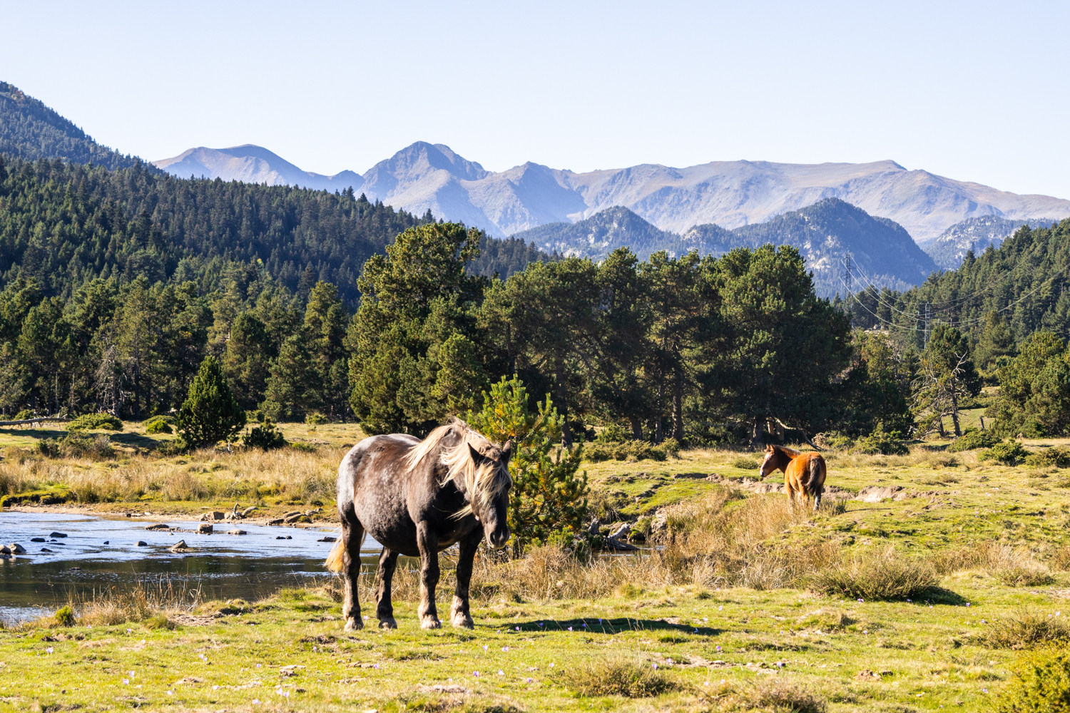 Chevaux dans les Pyrénées – Image 2