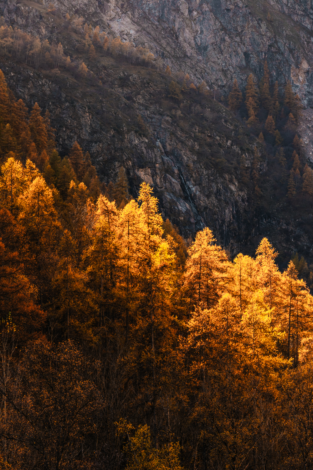 Forêt aux feuillages dorés baignée par la lumière chaude d'automne entre les arbres.