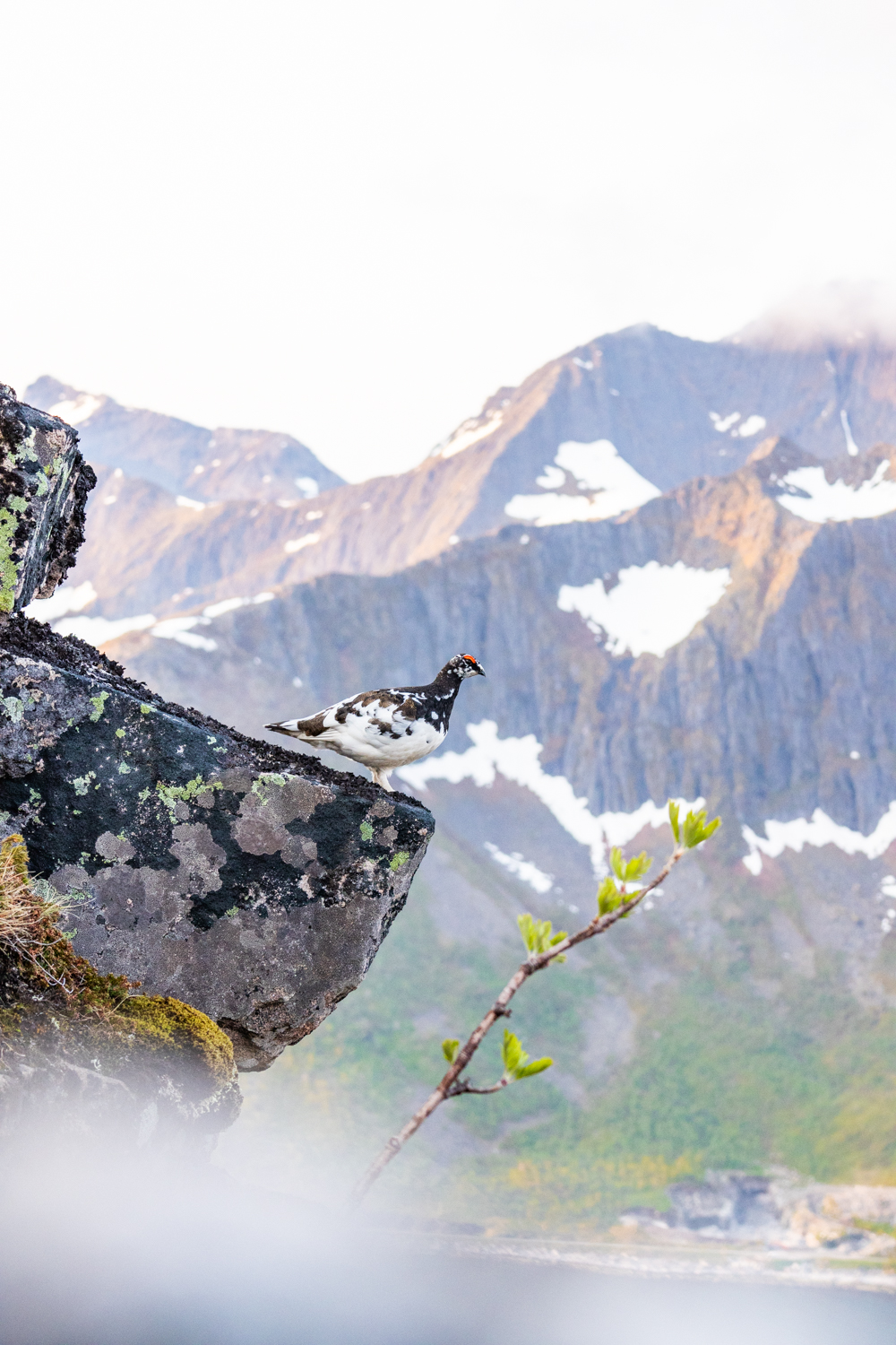 photo d'un lagopède dans son plumage hivernal se camouflant parfaitement dans le paysage arctique norvégien
