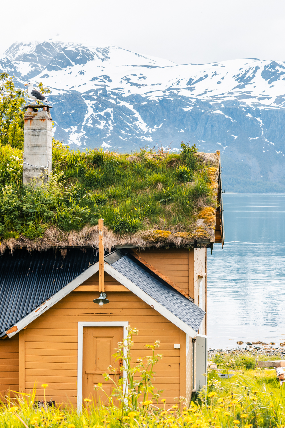 photo d'une maison traditionnelle au toit recouvert de végétation dans le paysage norvégien authentique
