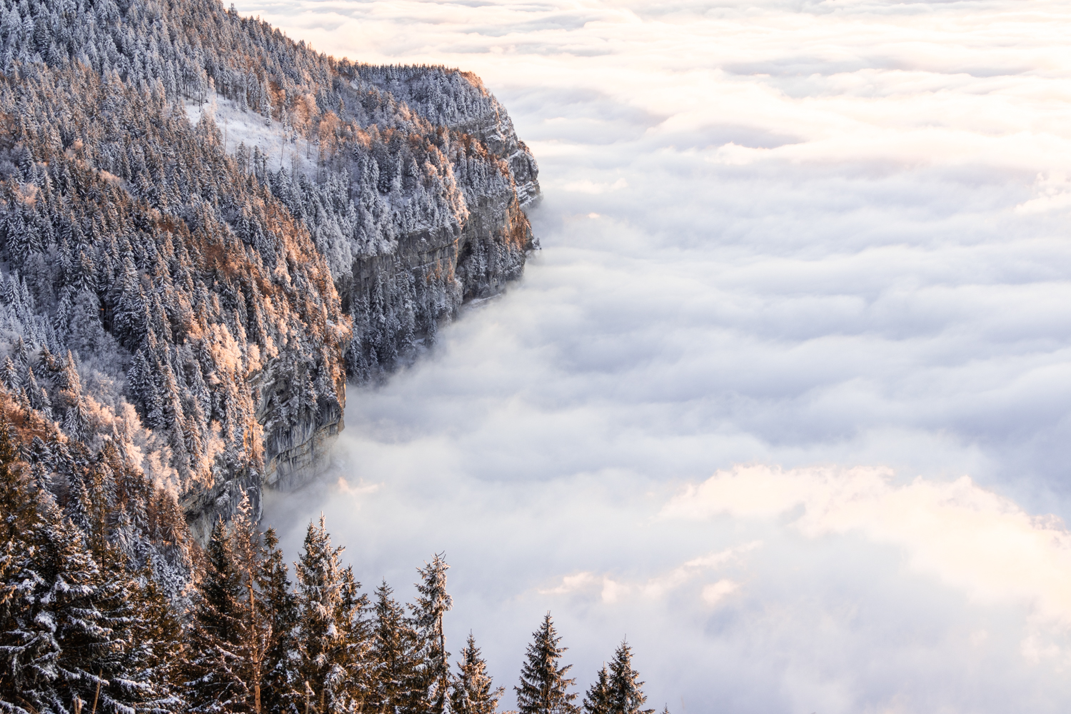photo d'une mer de nuages s'étendant en-dessous d'une forêt de sapins au coucher de soleil. Format Paysage