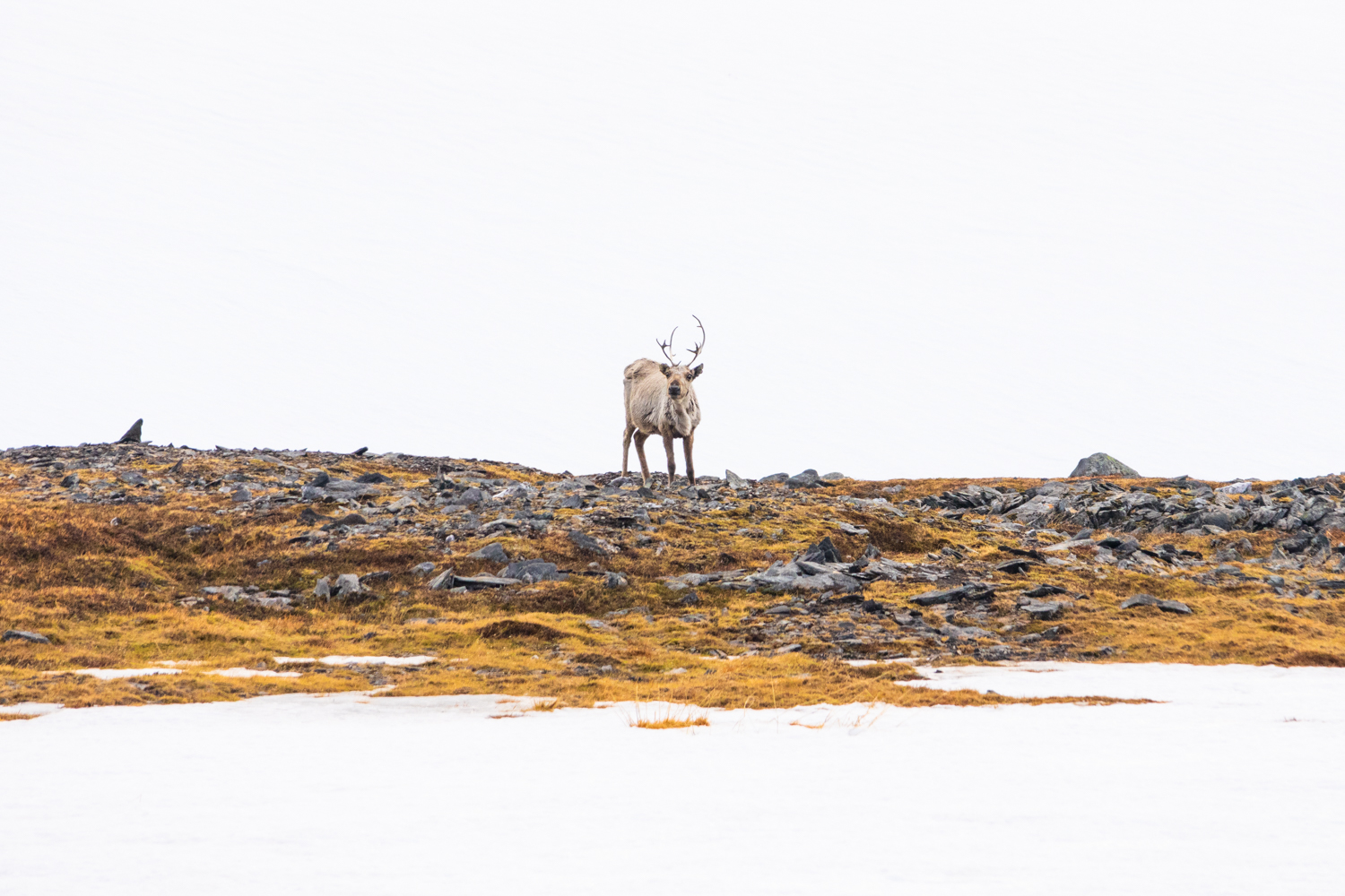 photo d'un Renne solitaire évoluant dans la neige épaisse de la toundra arctique