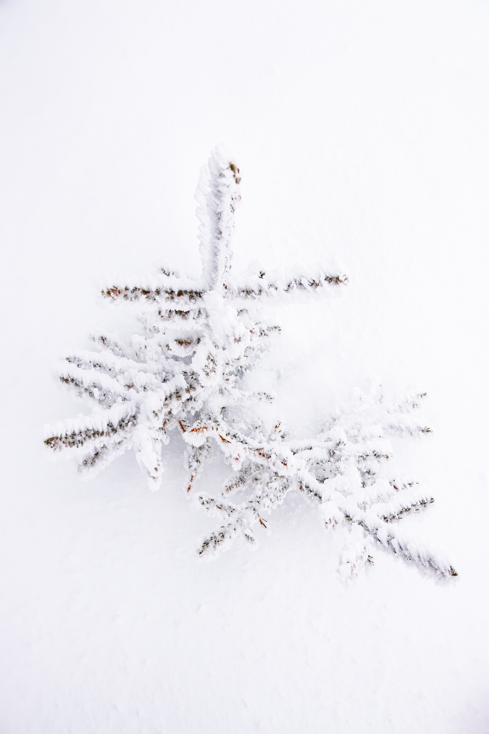 photo d'un Sapin solitaire recouvert d'un épais manteau de neige dans la quiétude de la forêt