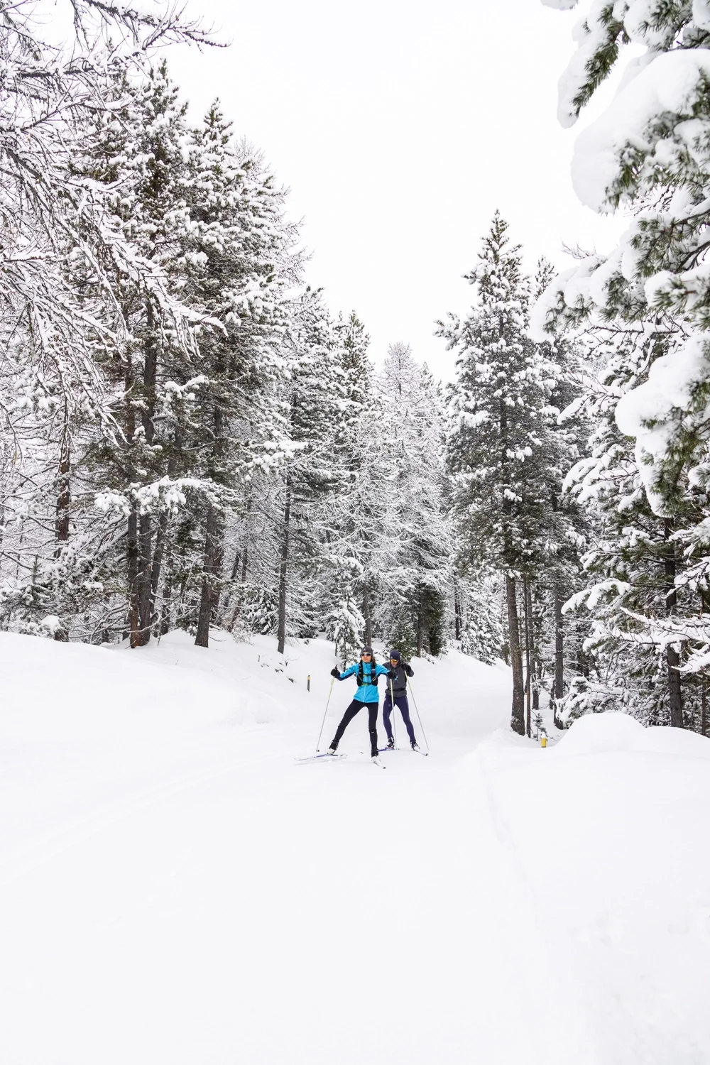 ski de fond entre les sapins enneigés