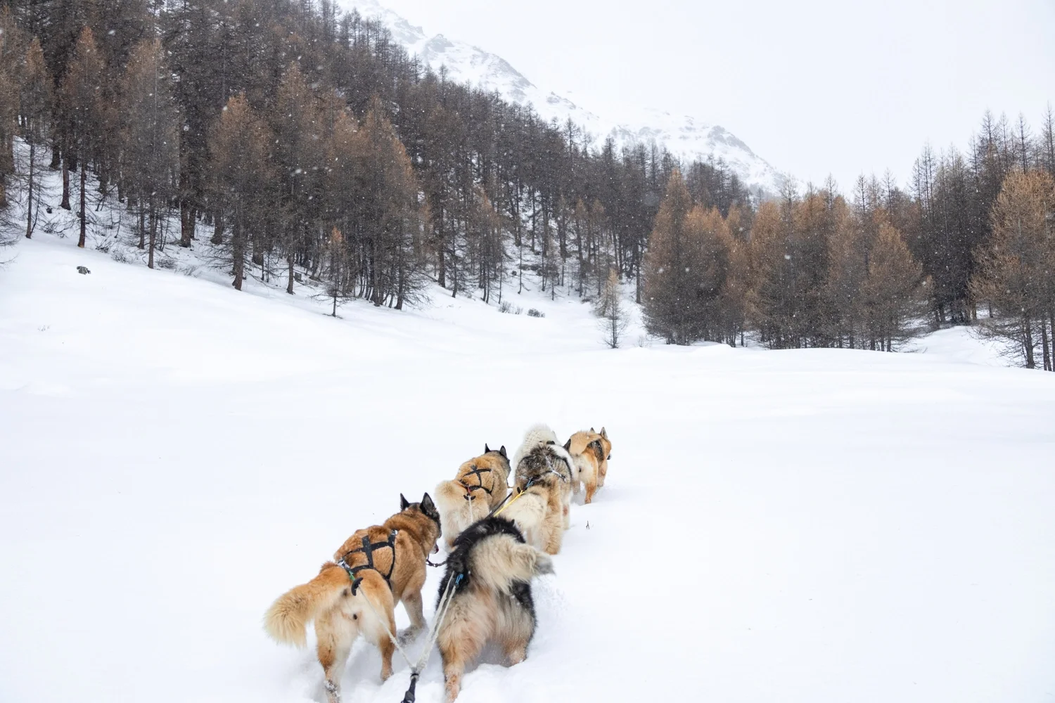 chien de traineau dans la neige