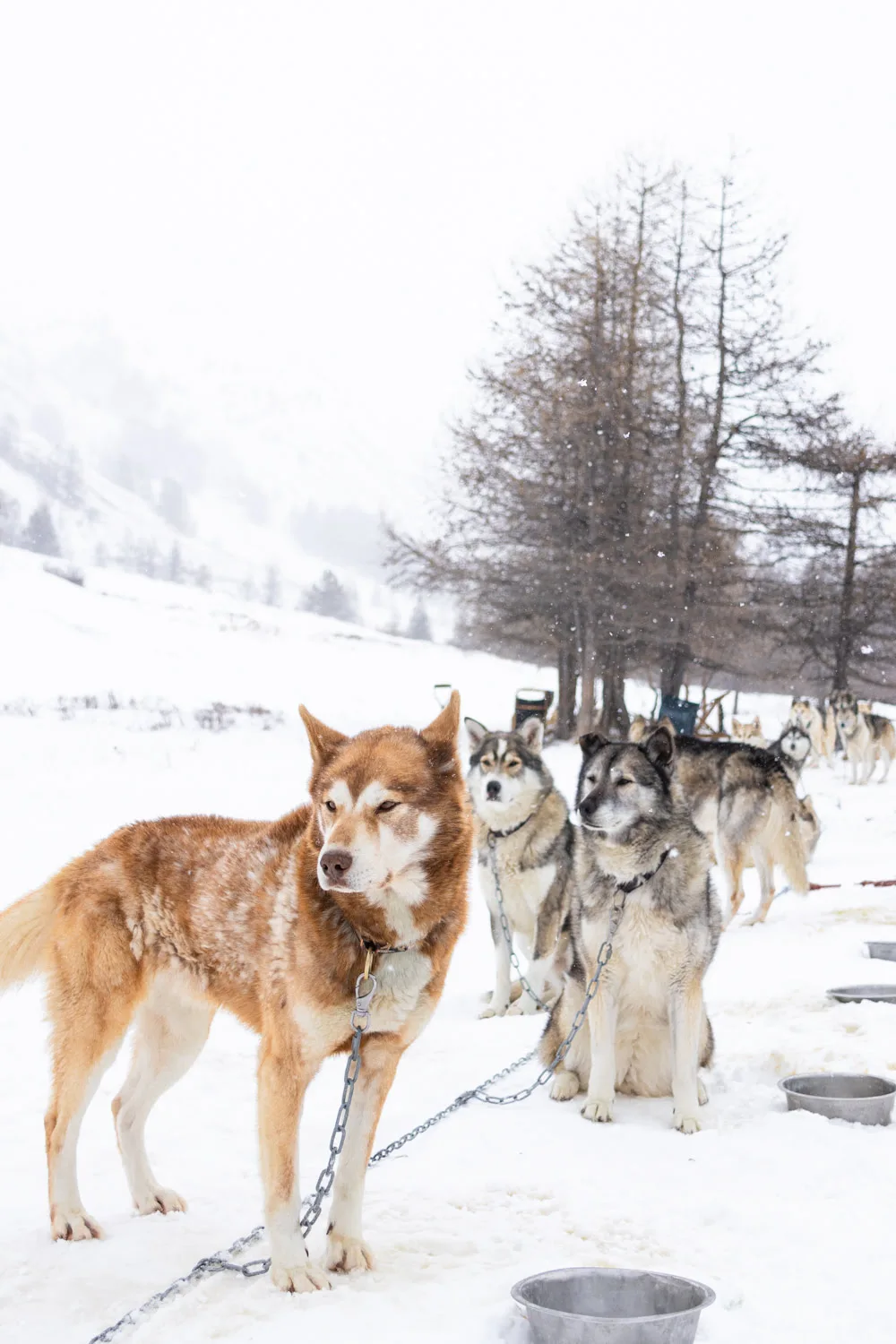 chien de traineau enchainés