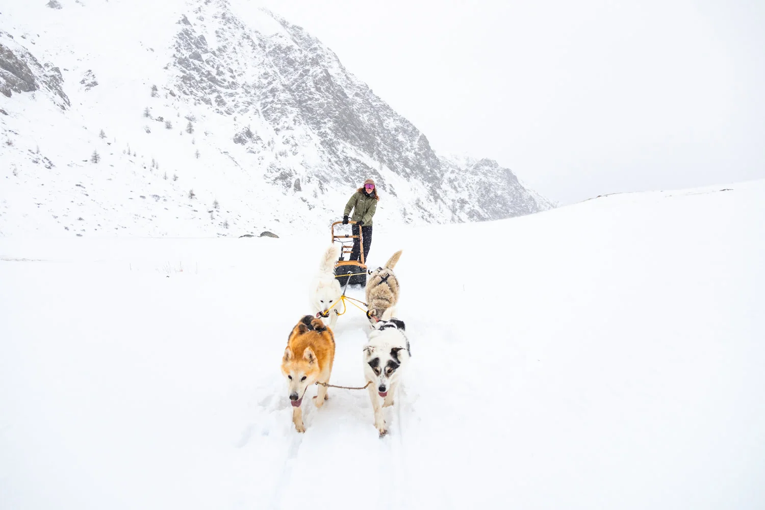 conduite de chien de traineau dans la neige