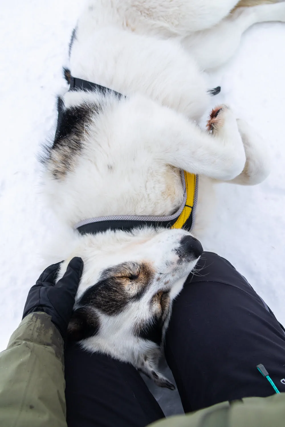 calin avec un chien de traineau