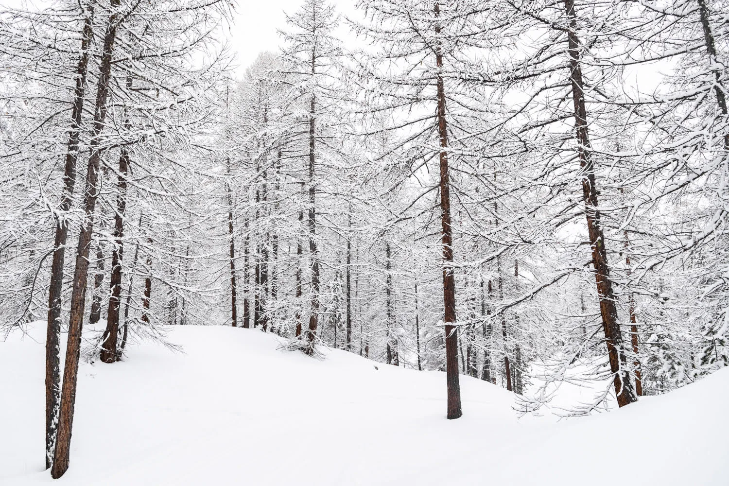 forêt enneigée