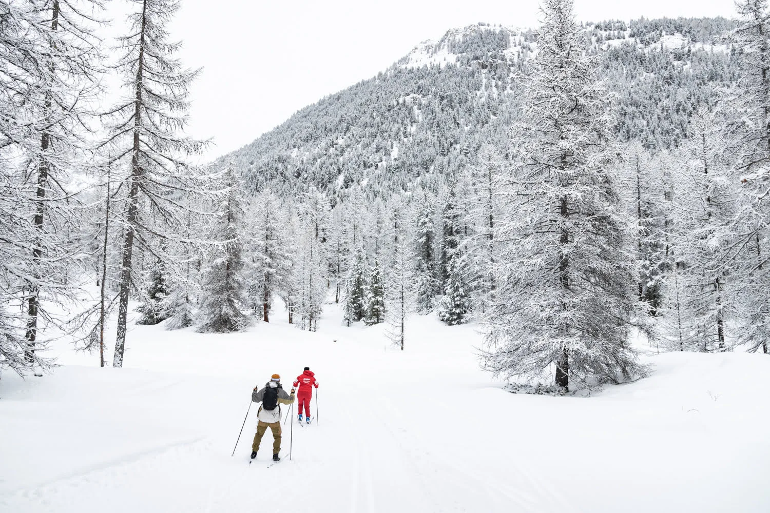 cours de ski de fond dans une forêt