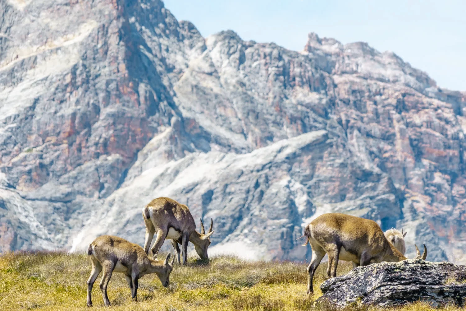 bouquetin devant paysage