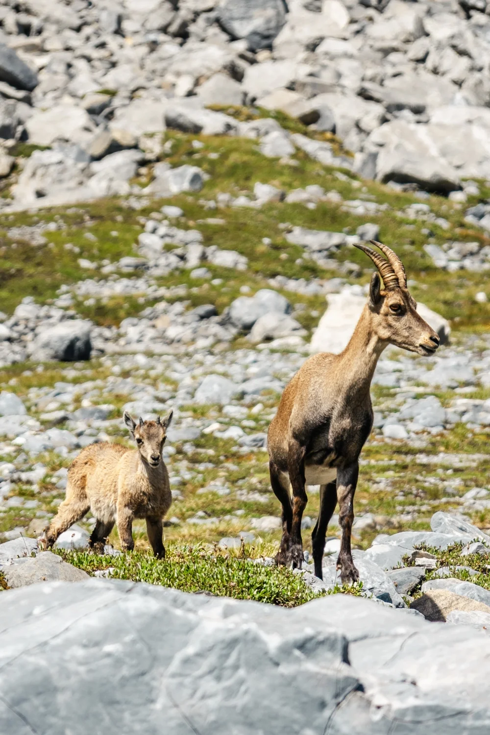 bouquetin en montagne