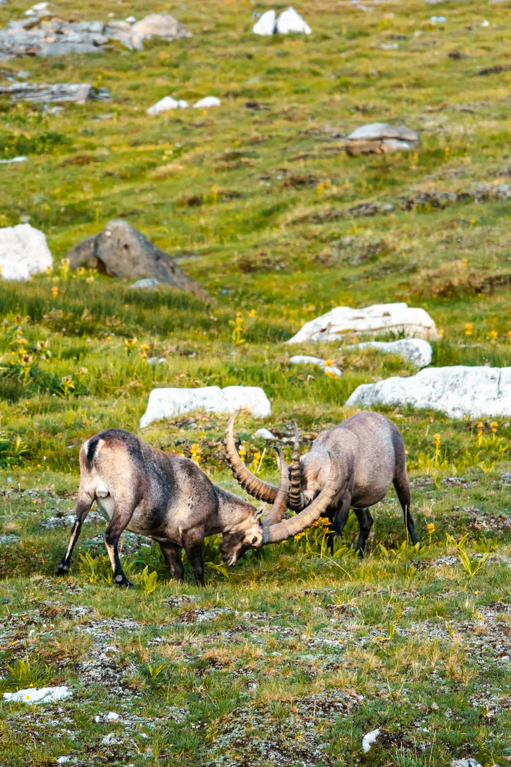 bouquetin qui se bagarre