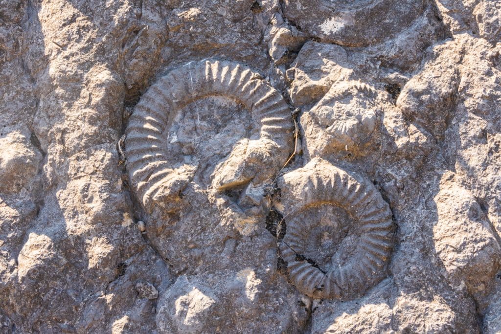 ammonites de digne